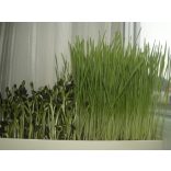 Healthy Sprouter Csíráztató Tálca gabonafüvekhez, mikrozöldekhez