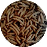 Bio tönköly tészta sodort csiga teljes őrlésű 5kg