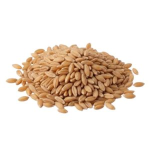 Bio tönkölybúza főzésre, őrlésre, csíráztatásra zsákos 25kg