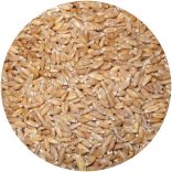 Bio tönkölybúza főzésre, őrlésre, csíráztatásra zsákos 25kg