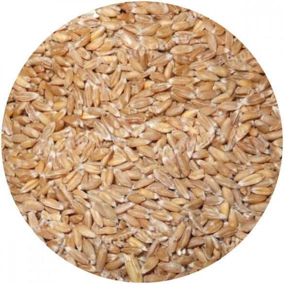 Bio tönkölybúza főzésre, őrlésre, csíráztatásra zsákos 25kg