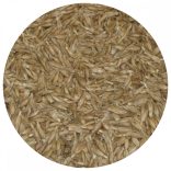 Bio tönköly búzafű mag zsákos 30kg