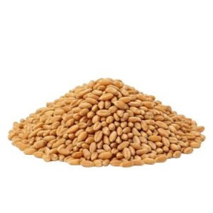 Bio őszi búza főzésre, sütésre, csíráztatásra zsákos 30kg