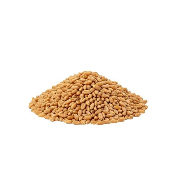 Bio őszi búza főzésre, sütésre, csíráztatásra zsákos 30kg