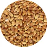 Bio őszi búza főzésre, sütésre, csíráztatásra zsákos 30kg